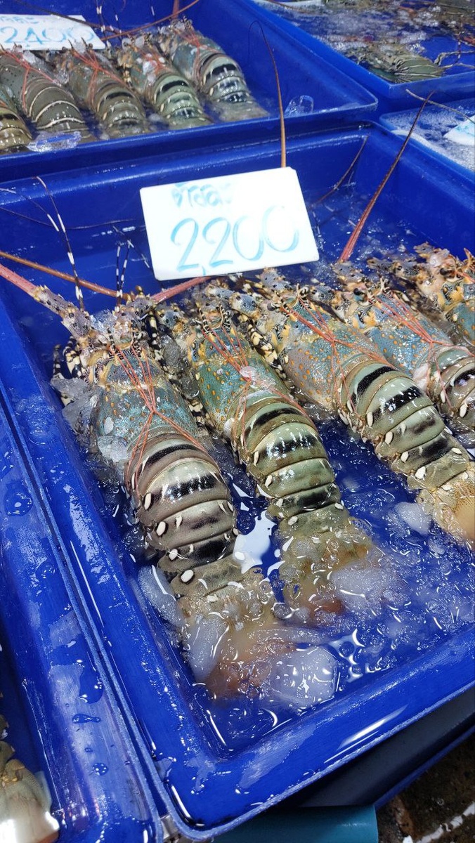 Лобстеры, зафиксированы резинкой, чтобы не ущепнули. 