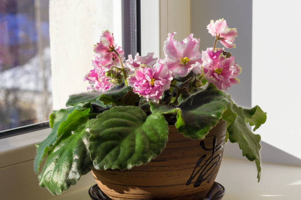 где нельзя ставить фиалку