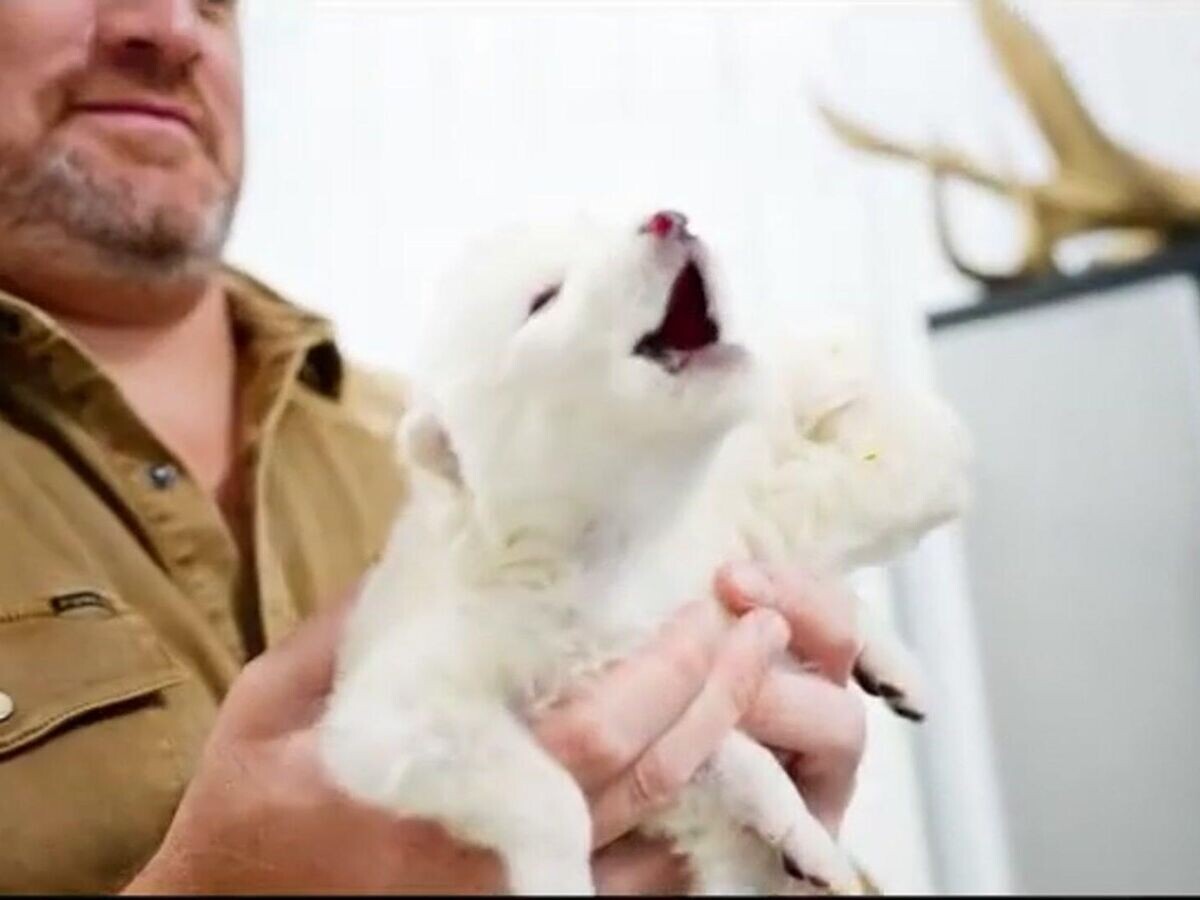    Ученые "воскресили" вымерший более 12 тысяч лет назад вид волков© Colossal Biosciences