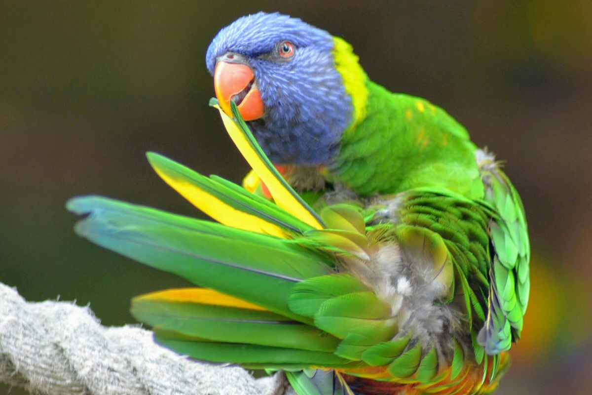     Селфхарм: почему попугай выщипывает себе перья