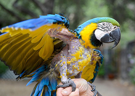    birdsittingtoronto.ca