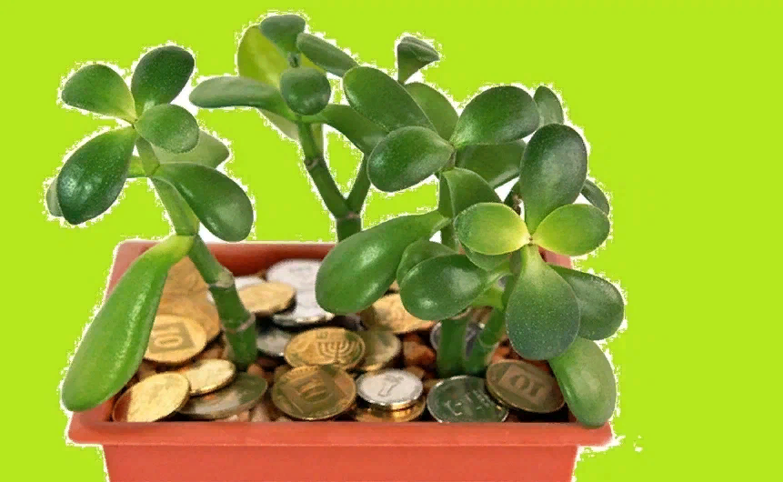 Яндекс картинки