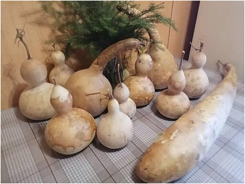 Личное фото автора. Лагенарии высушенные естественным способом , без каких-либо вмешательств.