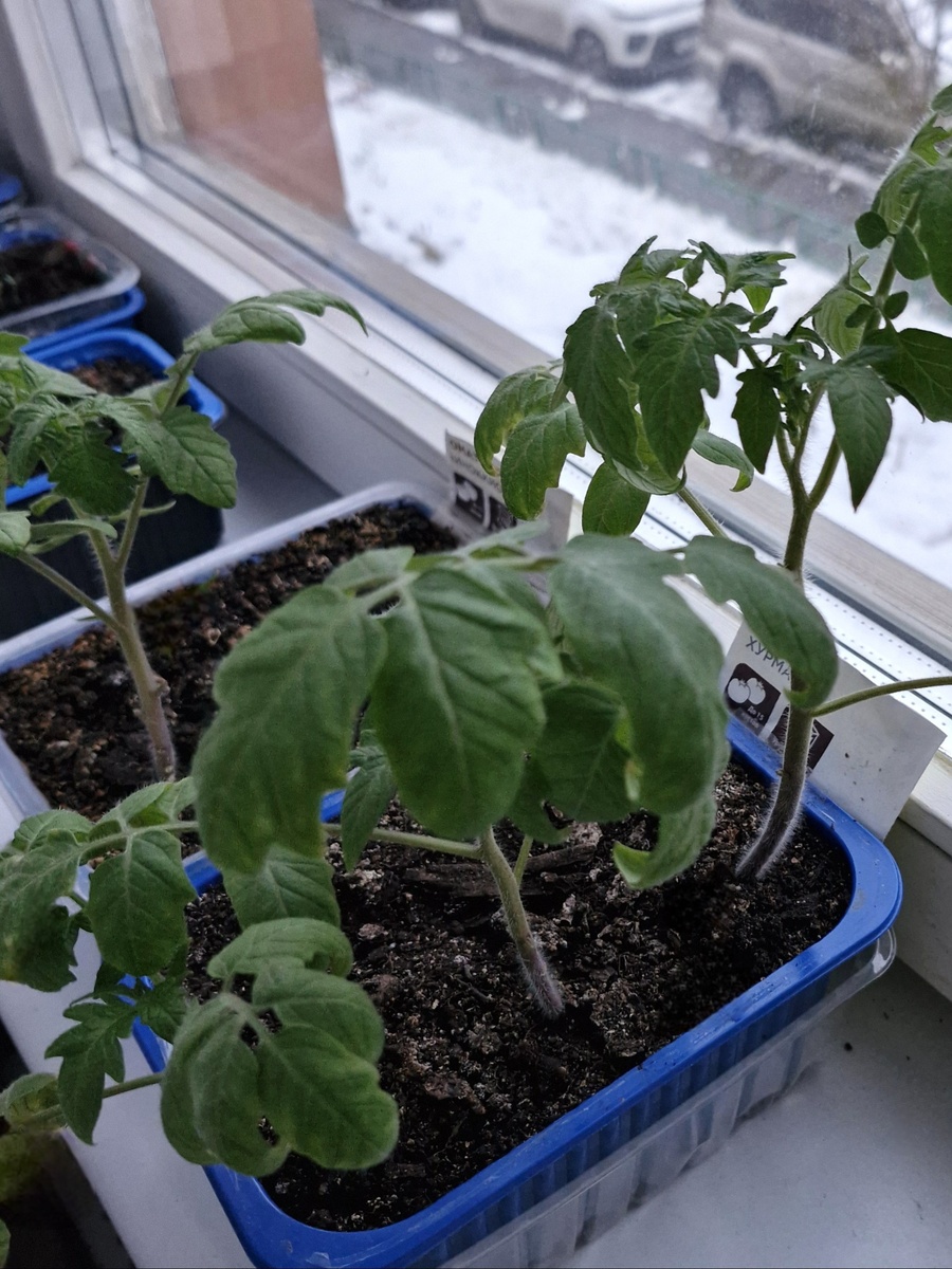 7 апреля 2025 года. Снежный покров за окном около 10 см