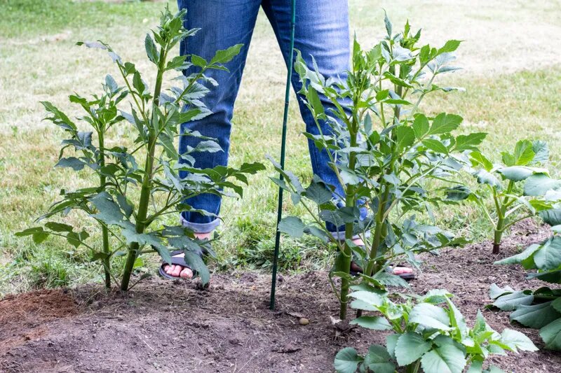 Примерное расстояние между георгинами. Фото из открытых источников