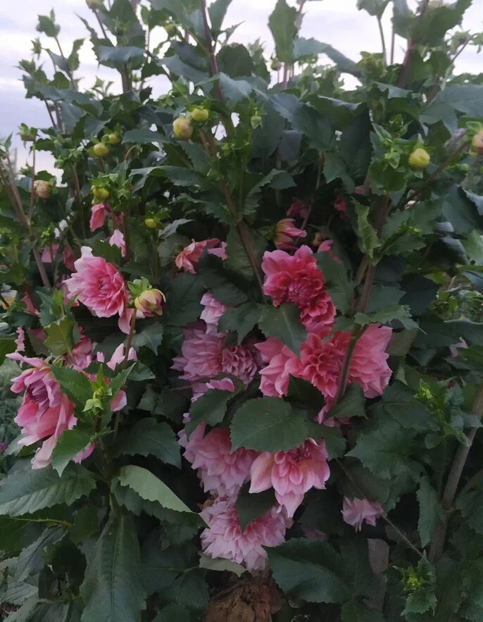 Фото Натальи Мироновой