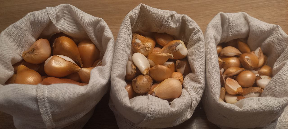 фото атвора