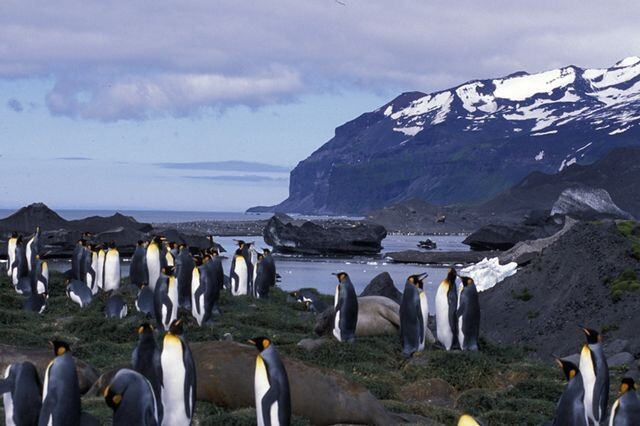 Пингвины острова Мак Дональд обсуждают новые пошлины