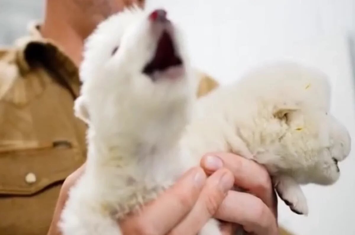    Colossal Biosciences «воскресила» вымерших 12 тыс. лет назад ужасных волков