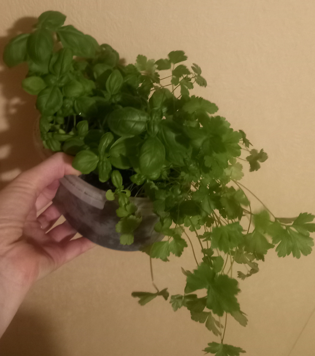 Петрушка и базилик