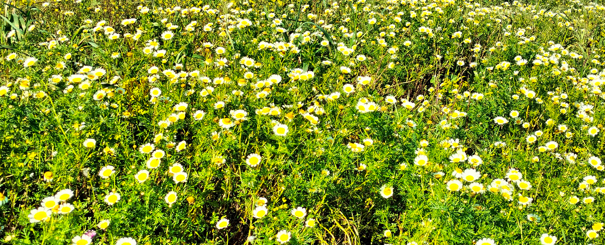 Это у нас на лужайке перед домом