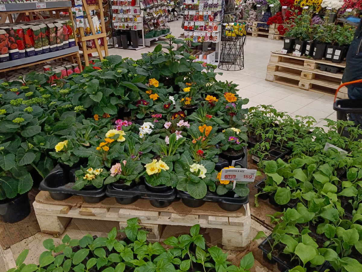 Это вся примула. Фото из личного архива автора