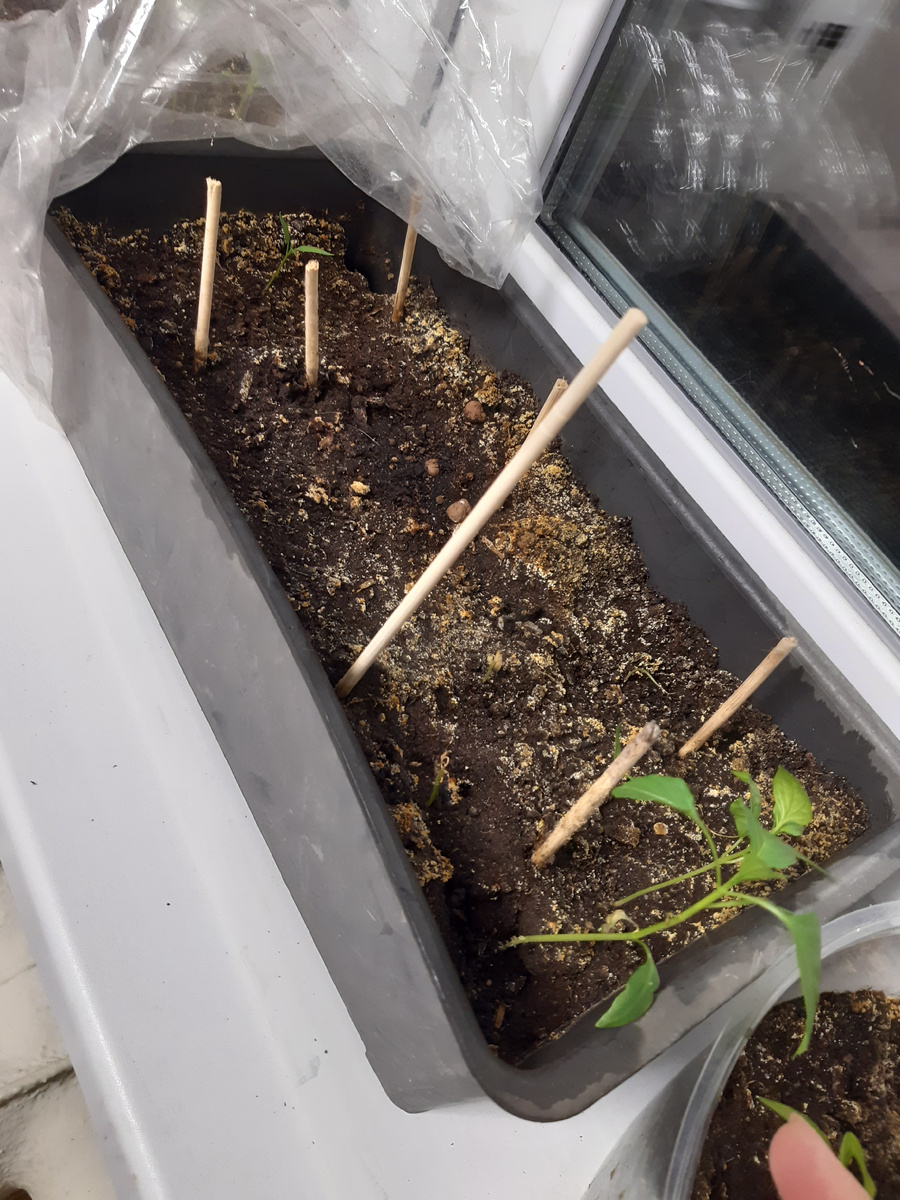 Из вновь посеянной партии взошел только один.