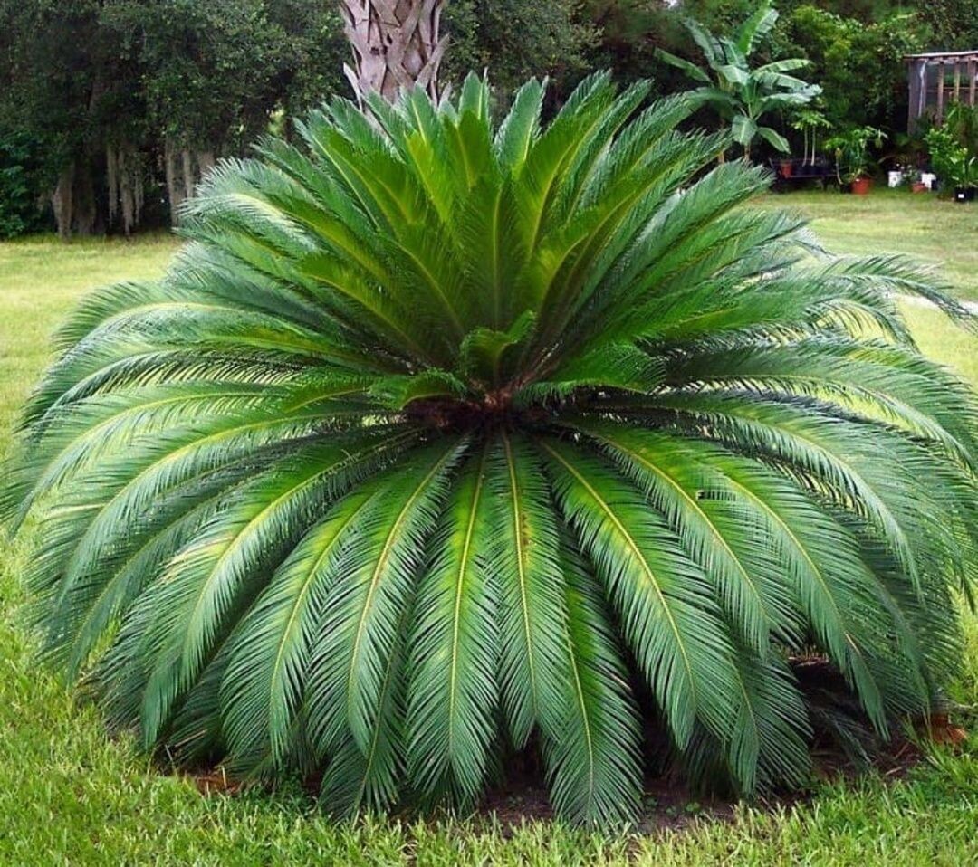 Красавчик Цикас в природе.