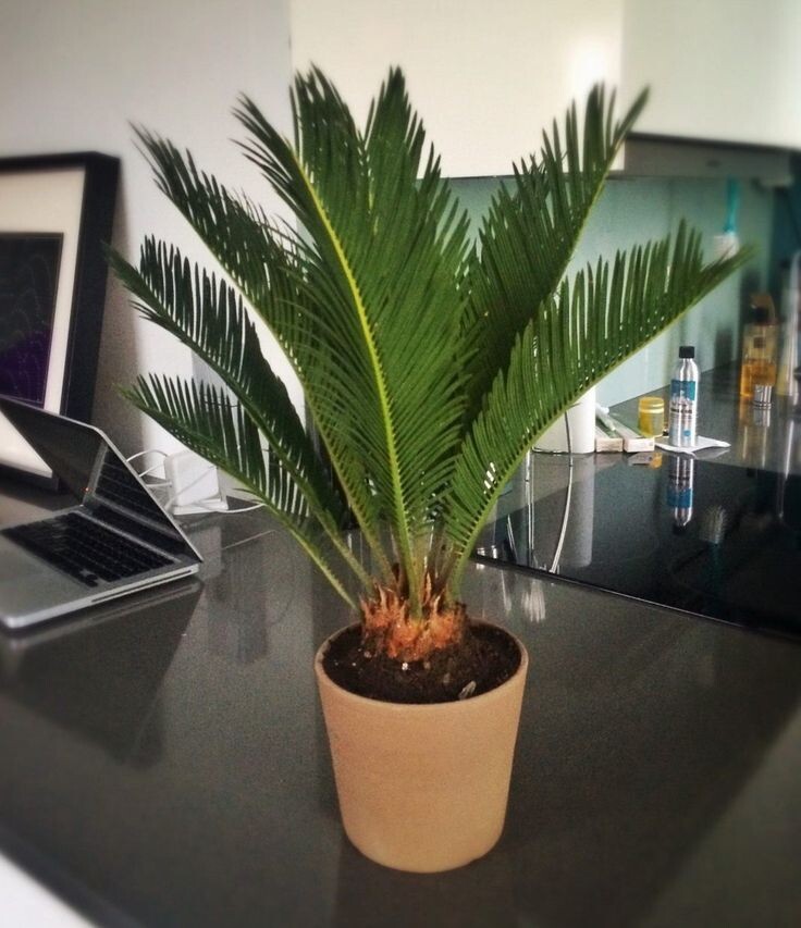 Цикас в домашнем интерьере.