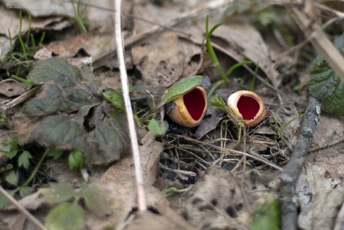 Первые грибы - саркосцифы. Или кубок эльфа