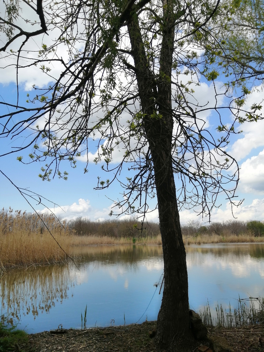 Утро на реке