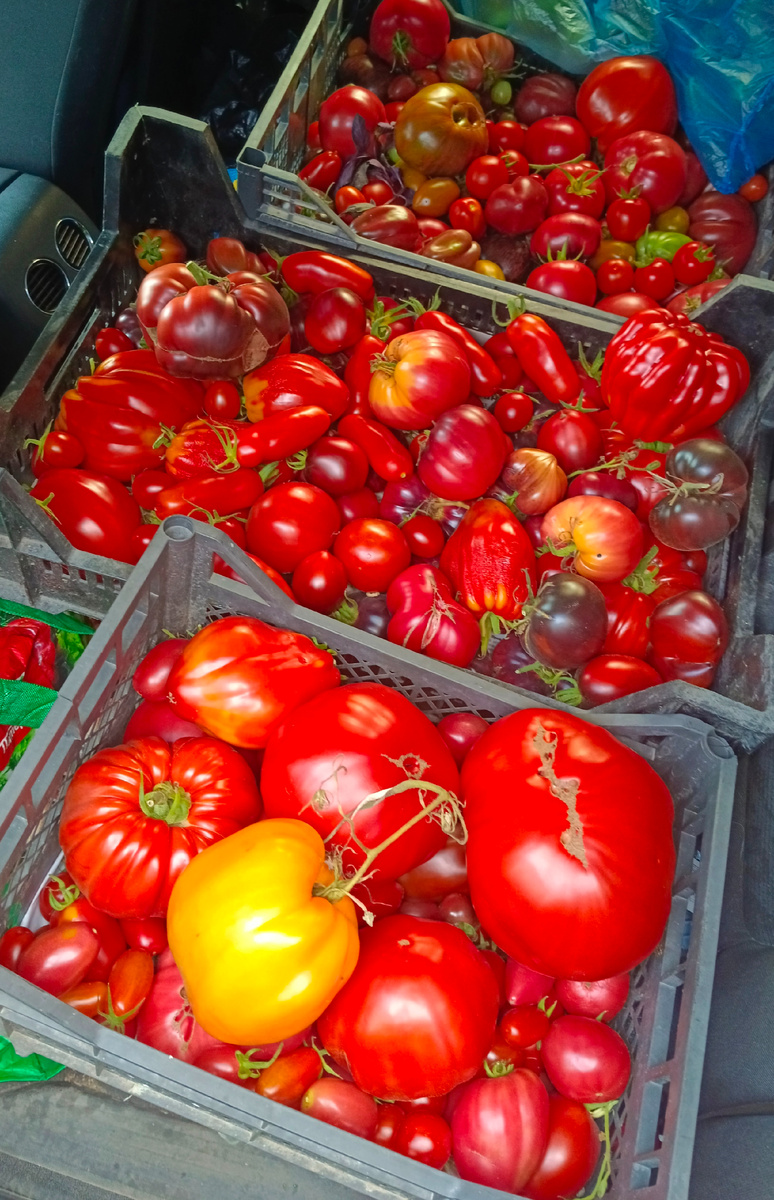 Мои помидорки.