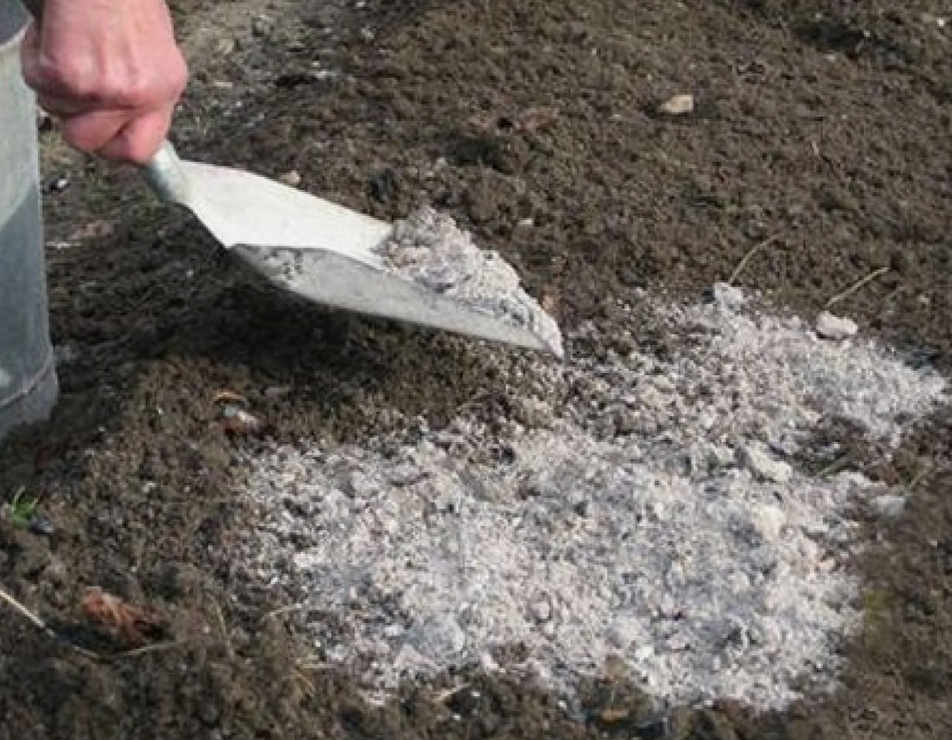 Зола для огорода