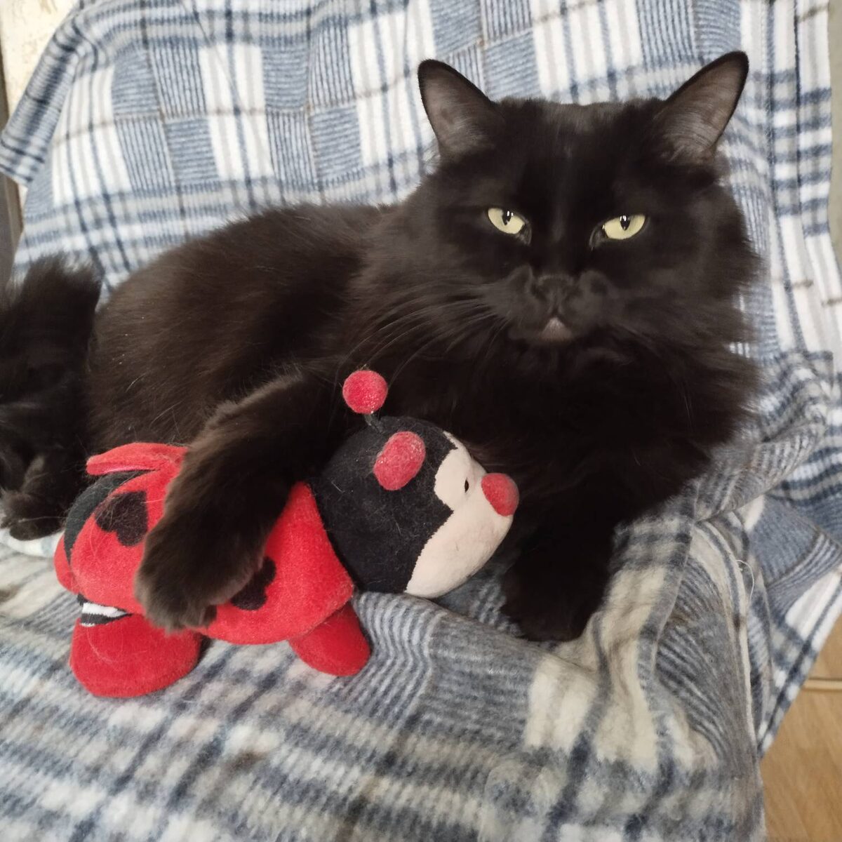 Ждёт подругу - Антибаню