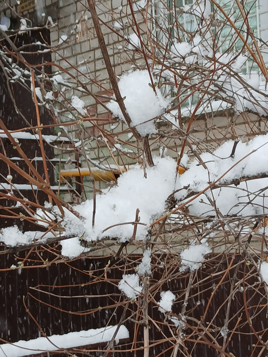 пушистый снег