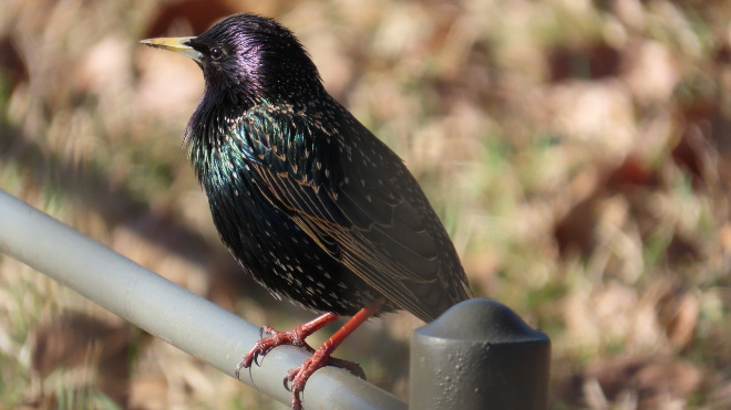 Фото: музей-заповедник "Парк Монрепо"