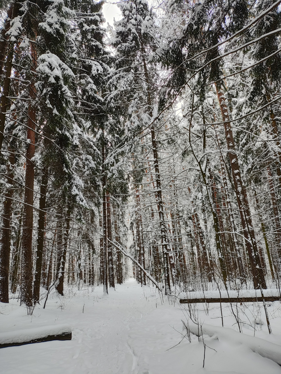 Снежный лес