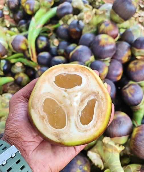 Фото: Нунгу Нунгу растут на пальмах и прячутся в сердцевине орех... ВКонтакте