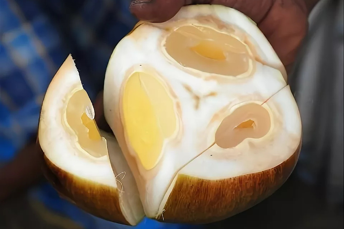 Фото: Tender Palm Cutting and Eating palm Plant Palmyra... • YouTube