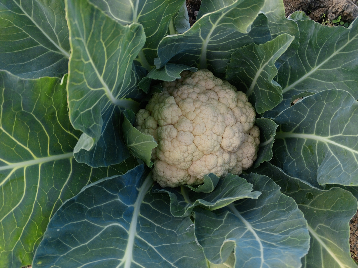 Моё фото. Не та капуста