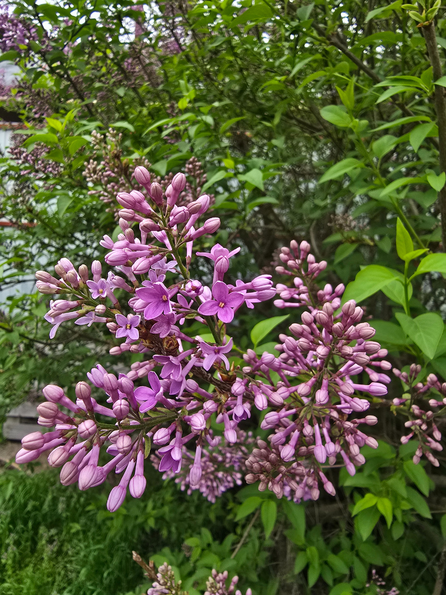 Наша сирень. Фото автора