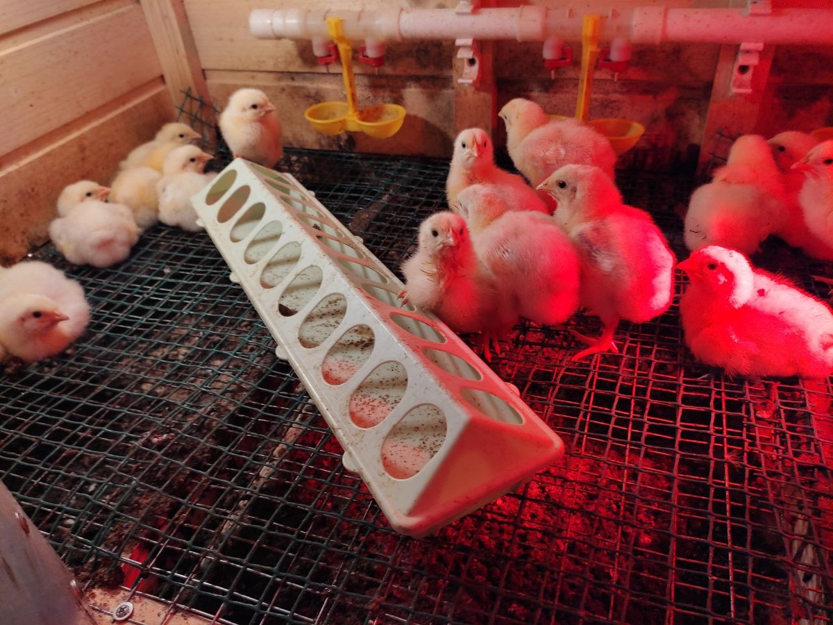 Бройлеры КОББ-500, день 5