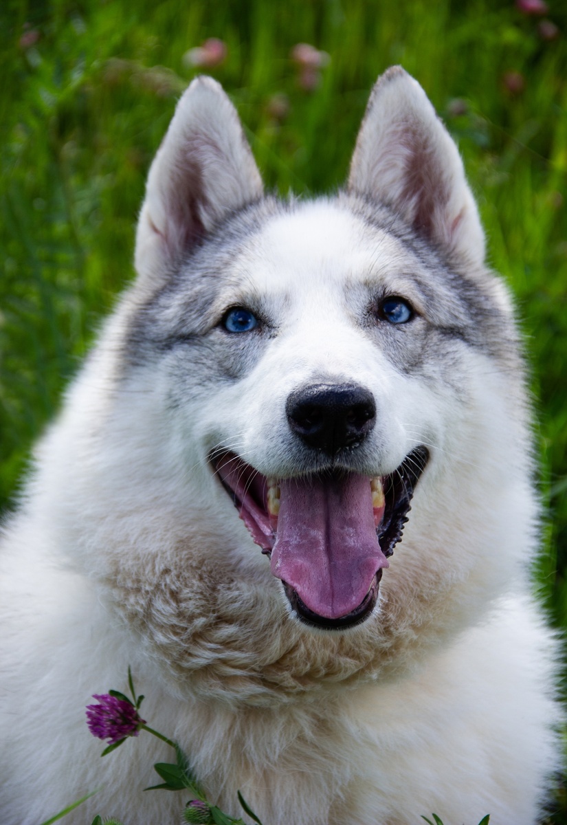 Тайга нашла свой дом.
