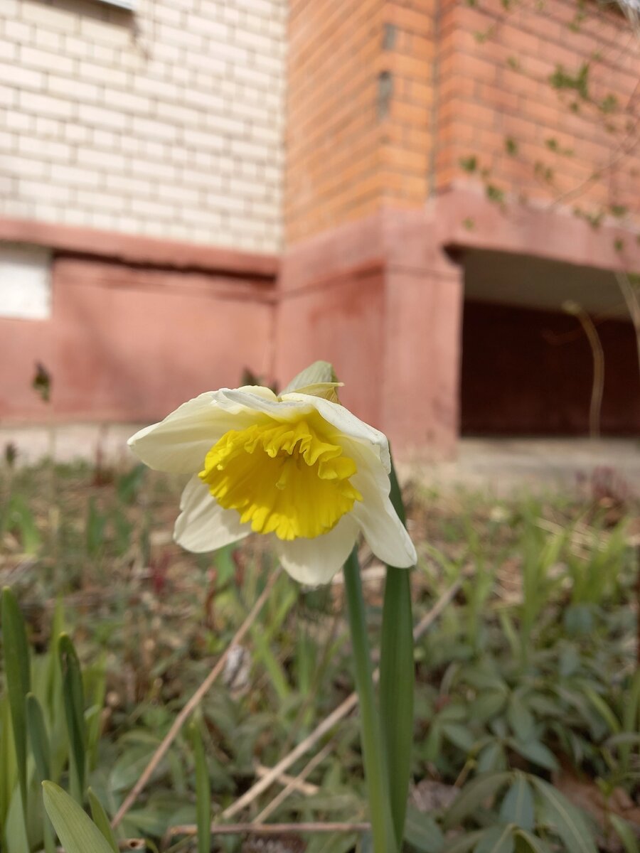 Нарциссы расцвели.