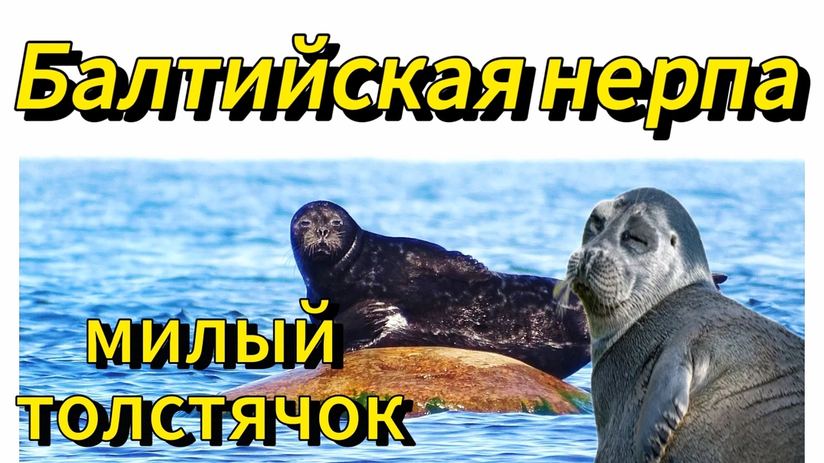 Балтийская нерпа, милый толстячок #балтийскаянерпа, #милыйтолстячок, #нерпа