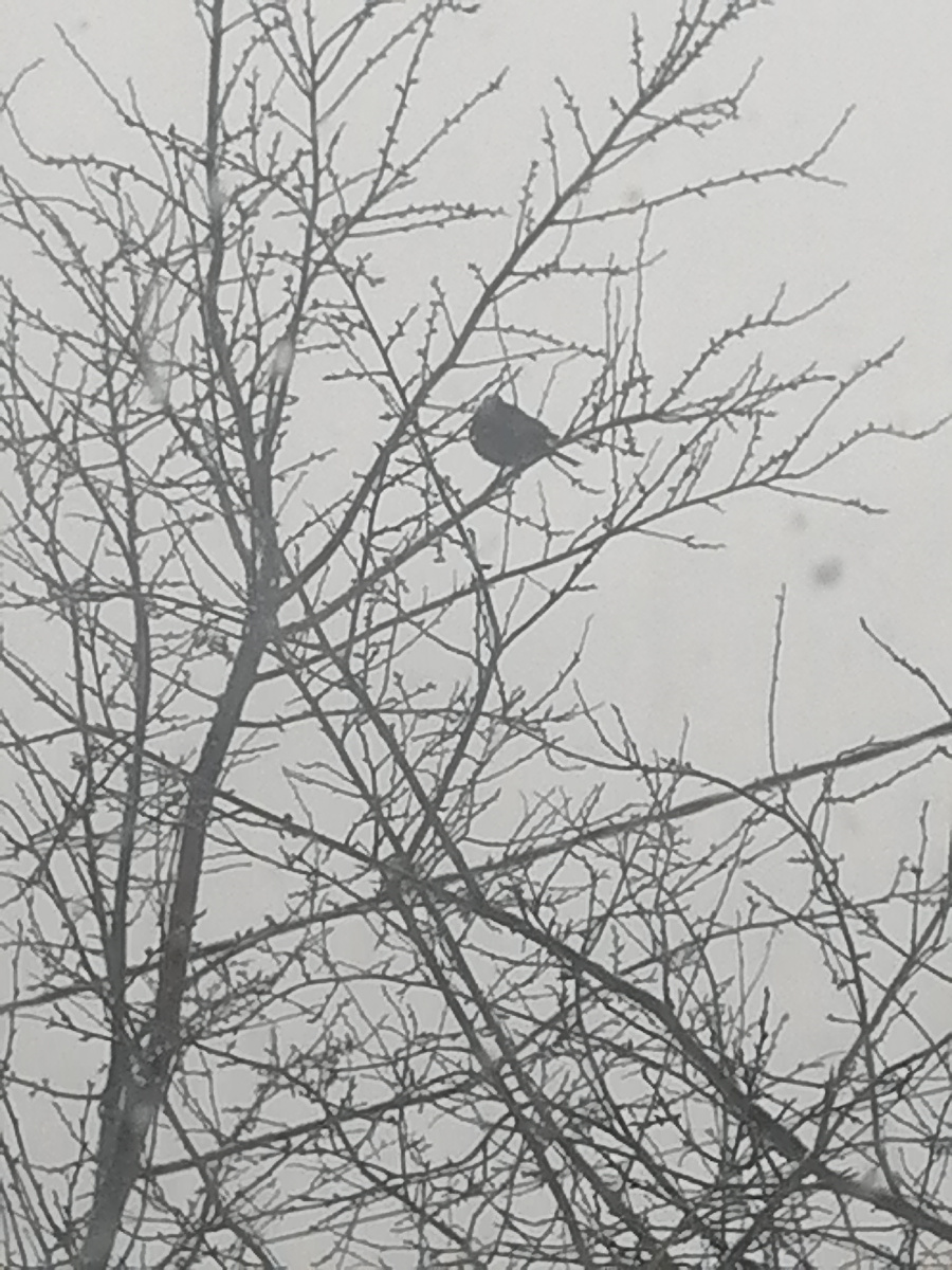 Утром прилетела птичка