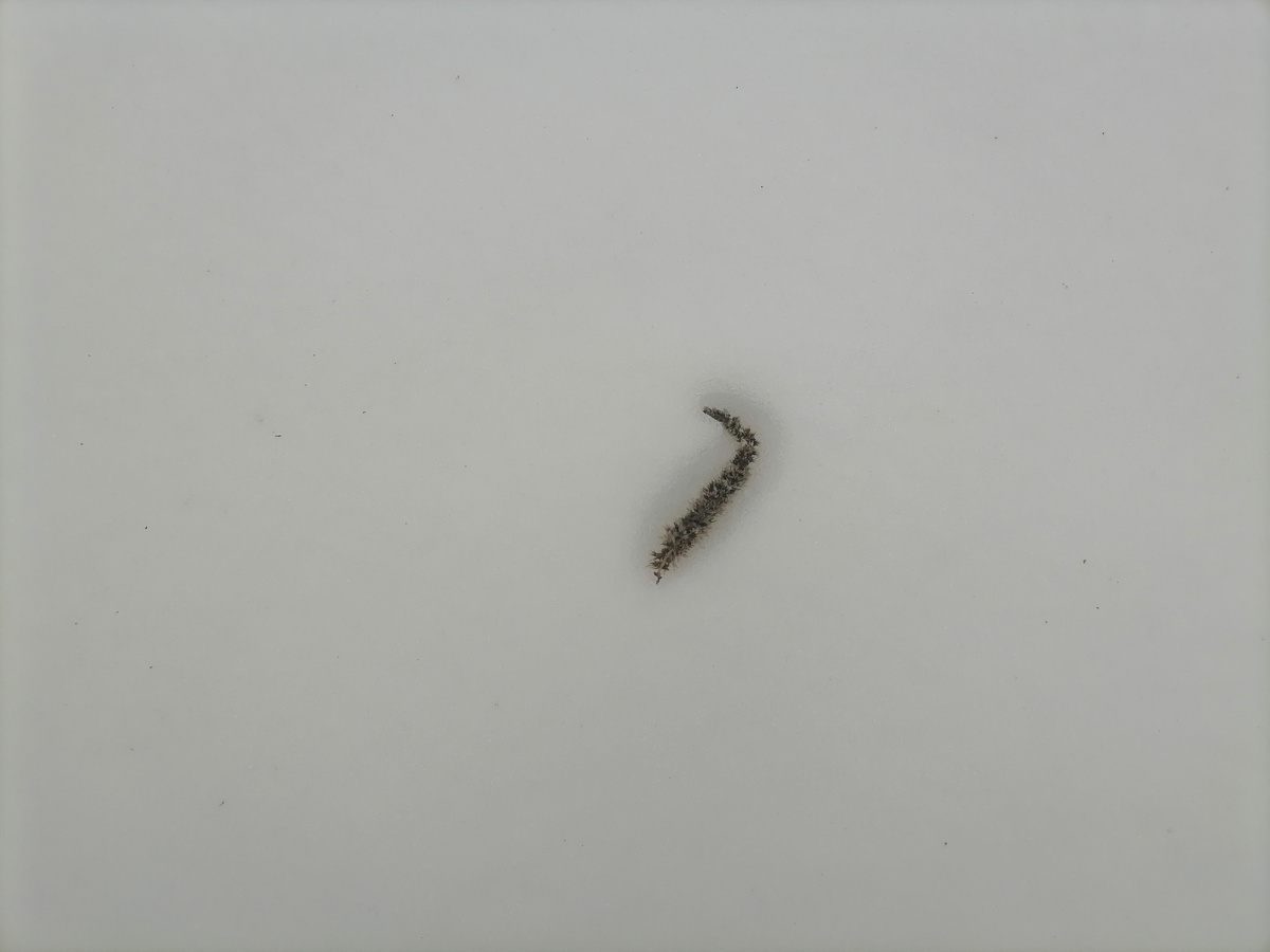 Ольховая сережка упала на снег