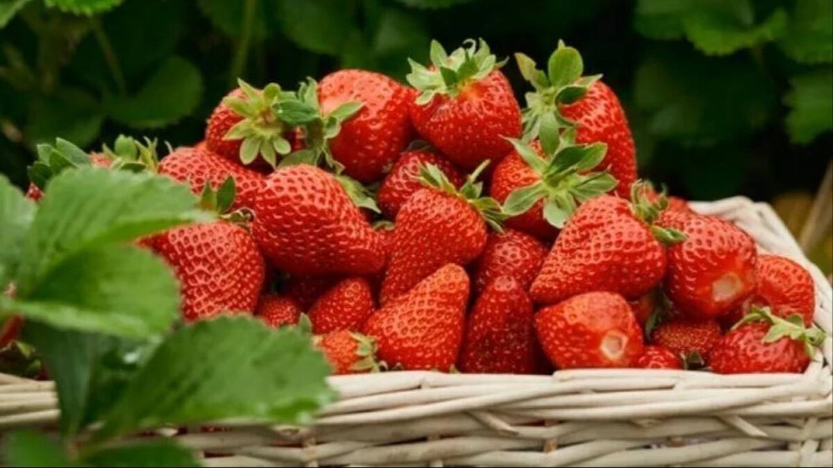 Сорт  "Мальвина"