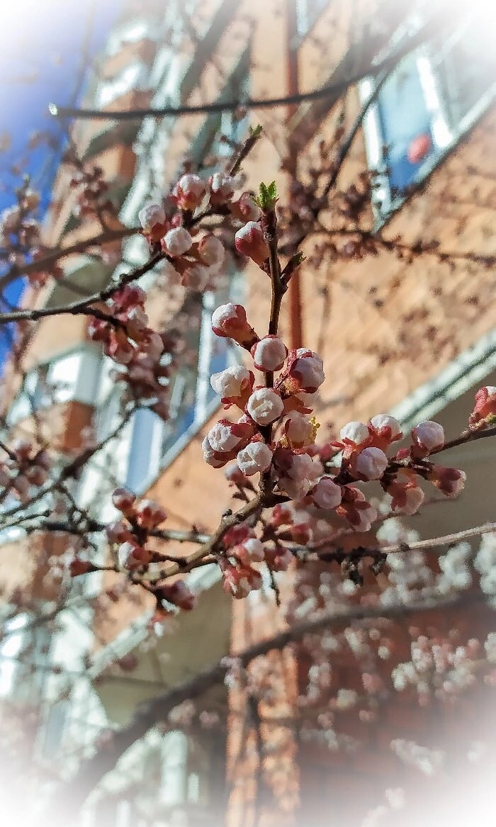 06.04.2020. Сегодня подобные кадры не успела сделать. Спешили в аптеку. 