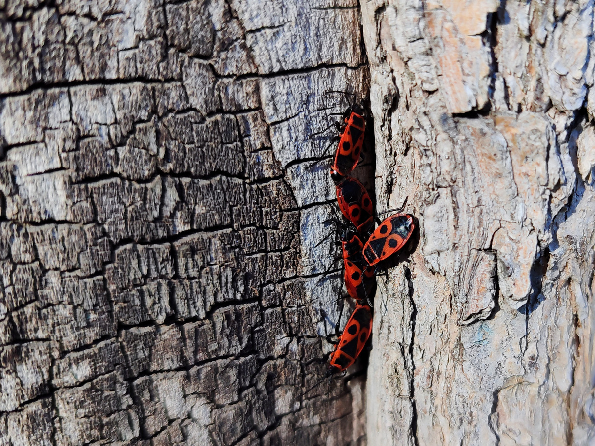 03.04.2025. Насекомые радуются теплу 🙈