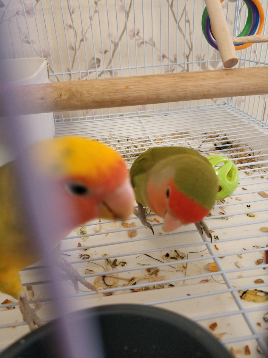 Наши попугаи