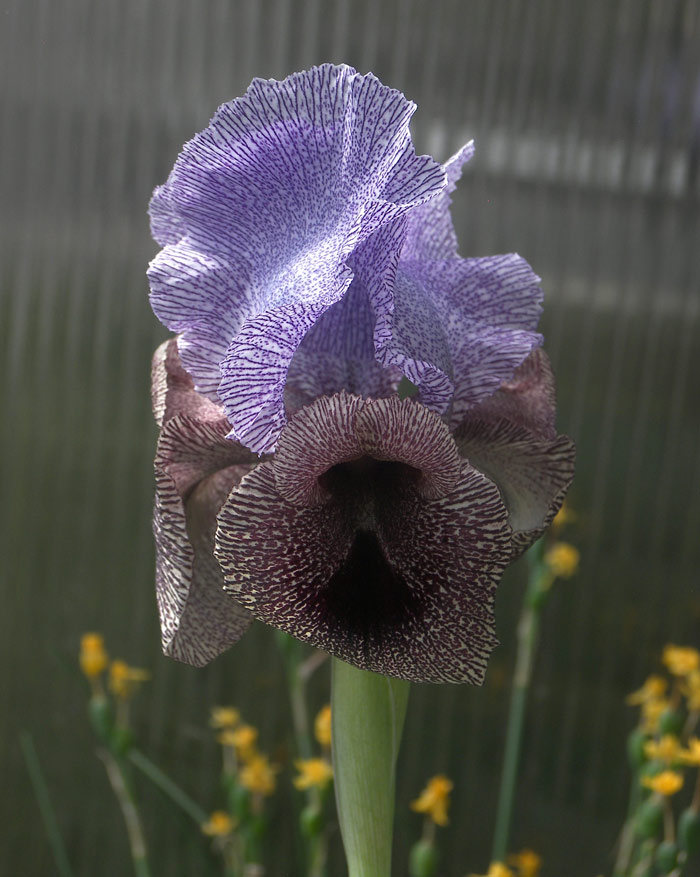 Ирис Кирквуда подвид кирквуда (Iris kirkwoodiae subsp. kirkwoodiae)