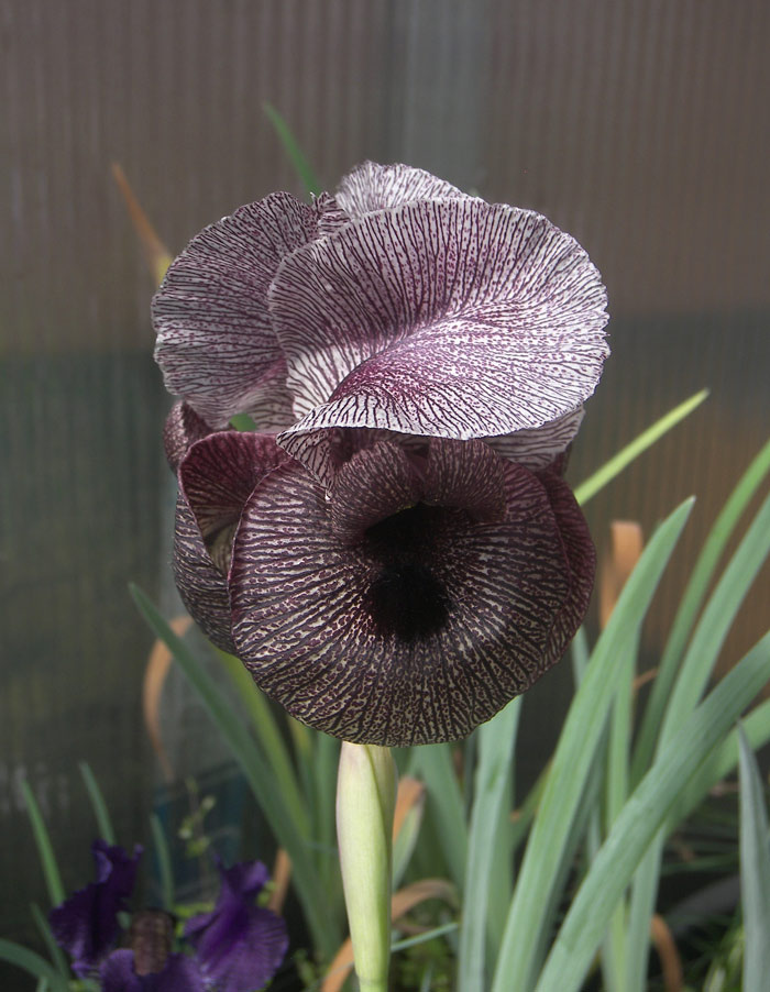 Ирис Кирквуда подвид кирквуда (Iris kirkwoodiae subsp. kirkwoodiae) другой сеянец.