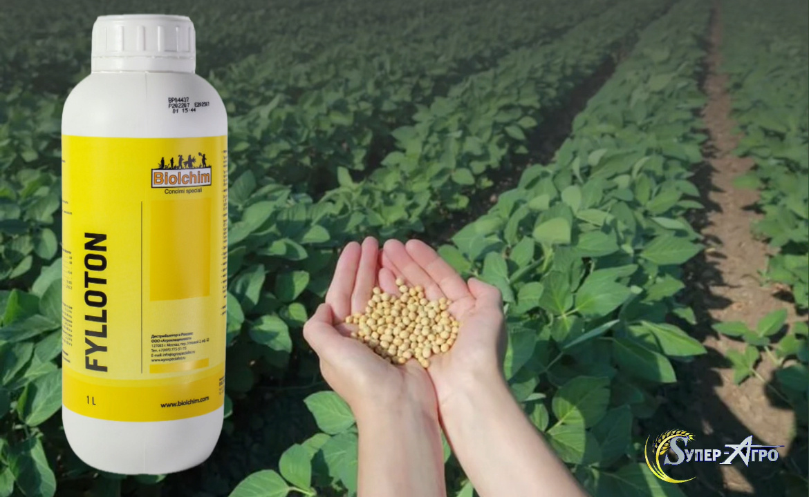 Филлотон на бобовых