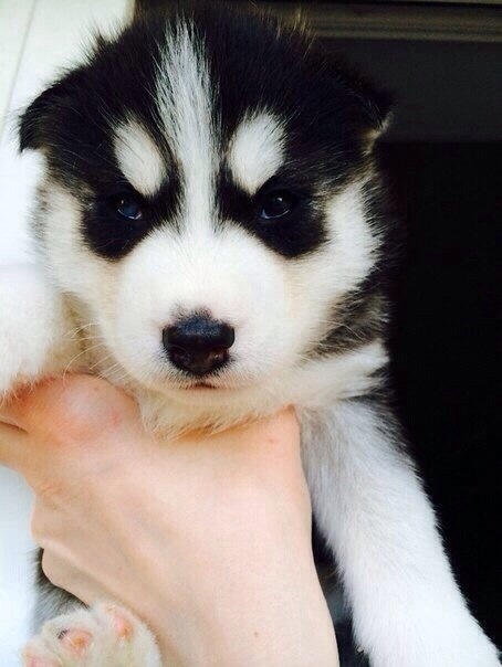 Этот суровый взгляд влюбил меня в себя)