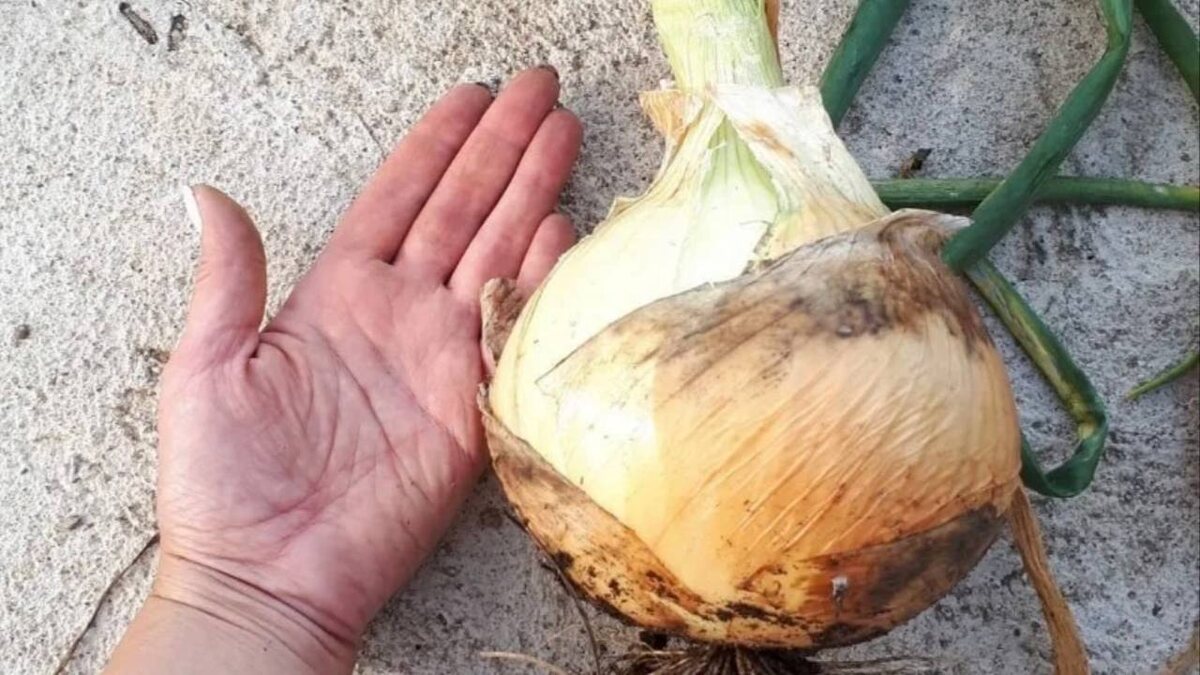 Сорт "Эксибишен"