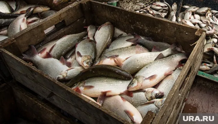 Ограничений на вылов рыбы во время войны не было
Фото: Александр Кулаковский © URA.RU