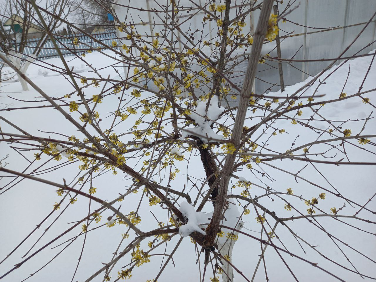 Цветущий кизил в снегу. 8 апреля. Брянская область.