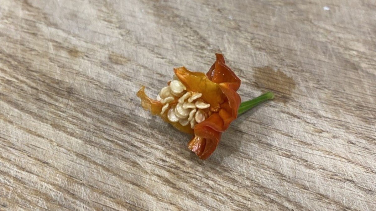 Свежий огрызок