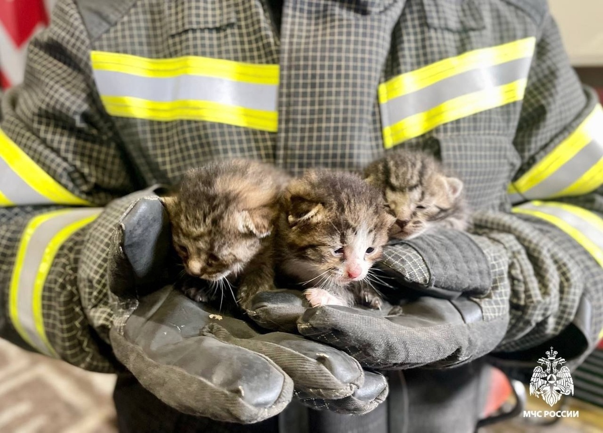 Фото: пресс-служба МЧС России